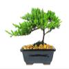 Eve's Garden Japanese Juniper Bonsai Tree, 6 Years Old Japanese Juniper, Planted in 6 Inch Ceramic Container, Outdoor Bonsai. !!! Cannot Ship to CA California & HI Hawaii !!! view 1