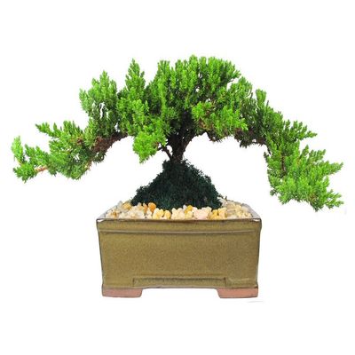 Eve's Garden Japanese Juniper Bonsai Tree, 8 Years Old Japanese Juniper, Planted in 8 Inch Ceramic Container, Outdoor Bonsai. !!! Cannot Ship to CA California & HI Hawaii !!!