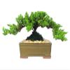 Eve's Garden Japanese Juniper Bonsai Tree, 8 Years Old Japanese Juniper, Planted in 8 Inch Ceramic Container, Outdoor Bonsai. !!! Cannot Ship to CA California & HI Hawaii !!! view 1