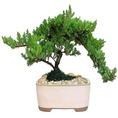 Eve's Garden Japanese Juniper Bonsai Tree, 10 Years Old Japanese Juniper, Planted in 10 Inch Ceramic Container, Outdoor Bonsai !!! Cannot Ship to CA California & HI Hawaii !!!