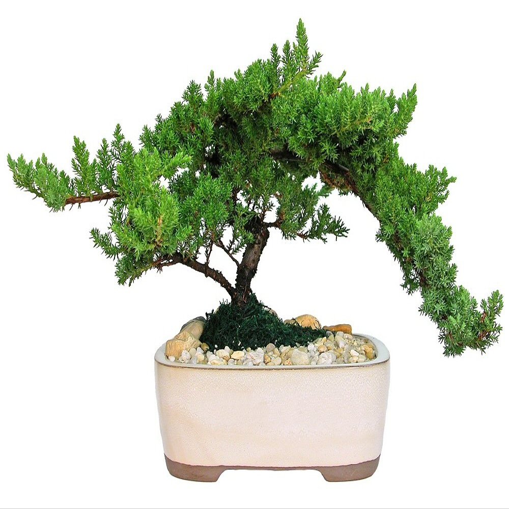 Eve's Garden Japanese Juniper Bonsai Tree, 10 Years Old Japanese Juniper, Planted in 10 Inch Ceramic Container, Outdoor Bonsai !!! Cannot Ship to CA California & HI Hawaii !!!