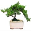 Eve's Garden Japanese Juniper Bonsai Tree, 10 Years Old Japanese Juniper, Planted in 10 Inch Ceramic Container, Outdoor Bonsai !!! Cannot Ship to CA California & HI Hawaii !!! view 1