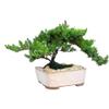 Eve's Garden Japanese Juniper Bonsai Tree, 10 Years Old Japanese Juniper, Planted in 10 Inch Ceramic Container, Outdoor Bonsai !!! Cannot Ship to CA California & HI Hawaii !!! view 2