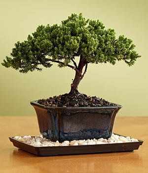 Juniper Bonsai for Mom
