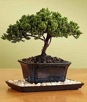 Juniper Bonsai for Mom