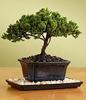 Juniper Bonsai for Mom view 1