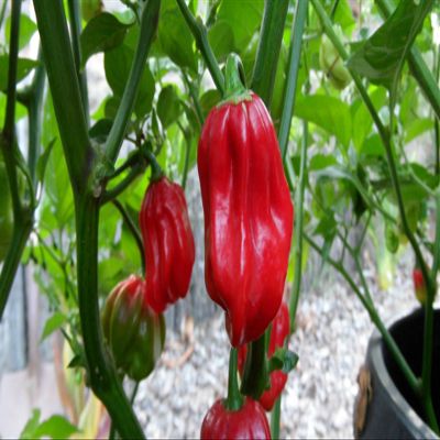 Aji Chombo Hot Pepper 10+ Seeds