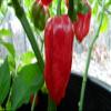 Aji Chombo Hot Pepper 10+ Seeds view 2