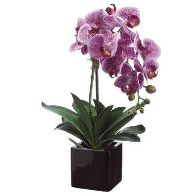 20" Phalaenopsis Orchid Plant x1 in Ceramic Pot Two Tone Violet (Pack of 4)