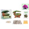 Eve's Bonsai Babyland Miniature Azalea Seed Kit, Complete Kit to Grow Azalea Bonsai Trees from Seed, Unique and Exclusive Bonsai Babyland Planter view 2