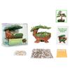 Eve's Bonsai Babyland Miniature Elm Seed Kit, Complete Kit to Grow Elm Bonsai Trees from Seed, Unique and Exclusive Bonsai Babyland Planter view 2