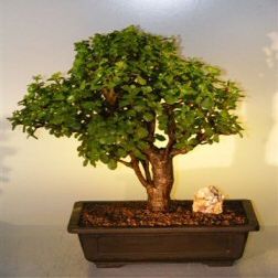 Bonsai Boy's Baby Jade Bonsai Tree Portulacaria Afra