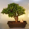 Bonsai Boy's Baby Jade Bonsai Tree Portulacaria Afra view 1
