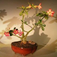 Bonsai Boy's Desert Rose Bonsai Tree - Large Adenium Obesum