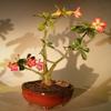 Bonsai Boy's Desert Rose Bonsai Tree - Large Adenium Obesum view 1