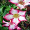 Bonsai Boy's Desert Rose Bonsai Tree - Large Adenium Obesum view 2