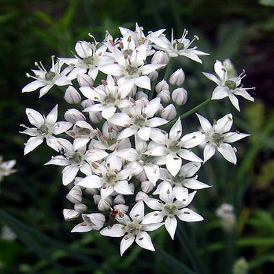 250 Garlic Chive Allium Tuberosum Vegetable Seeds