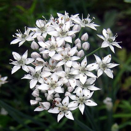 250 Garlic Chive Allium Tuberosum Vegetable Seeds