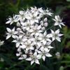 250 Garlic Chive Allium Tuberosum Vegetable Seeds view 1