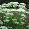 250 Garlic Chive Allium Tuberosum Vegetable Seeds view 2