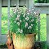 250 Garlic Chive Allium Tuberosum Vegetable Seeds view 3