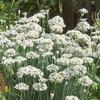 250 Garlic Chive Allium Tuberosum Vegetable Seeds view 4