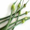 500 Chinese Leek (Oriental Garlic/Garlic Chives/Chinese Chives/Flat Chives) Allium Tuberosum Vegetable Seeds view 2