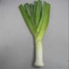 500 Chinese Leek (Oriental Garlic/Garlic Chives/Chinese Chives/Flat Chives) Allium Tuberosum Vegetable Seeds view 3