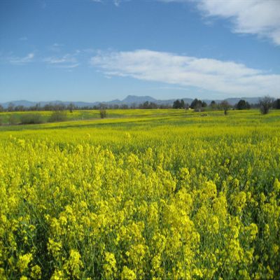 3000 Southern Giant Curled Mustard (Ostrich Plume) Brassica Juncea Vegetable Seeds