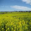 3000 Southern Giant Curled Mustard (Ostrich Plume) Brassica Juncea Vegetable Seeds view 1