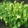 3000 Southern Giant Curled Mustard (Ostrich Plume) Brassica Juncea Vegetable Seeds view 2