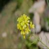 3000 Southern Giant Curled Mustard (Ostrich Plume) Brassica Juncea Vegetable Seeds view 4