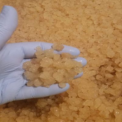 Quarter Cup Florida Sun Kefir Exclusive LIVE Prickly Pear Cactus Nodules Virgin Water Kefir Grains Unused