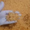 Quarter Cup Florida Sun Kefir Exclusive LIVE Prickly Pear Cactus Nodules Virgin Water Kefir Grains Unused view 1