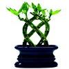 Betterdecor- 1 Set (8 Pieces Braided)trellis Lucky Bamboo (Fence or Palm Lucky Bamboo) with Vase for Gifts and Fengshui view 1