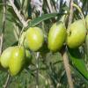 Cat Cora's Kitchen Pitted Green Olives, Oregano and Lemon, 2.3 Ounce (Pack of 8) view 3