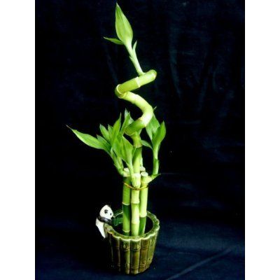 Betterdecor- 1set (6 Pieces) of Lucky Bamboo Arrangement in a Ceramic Panda Vase.