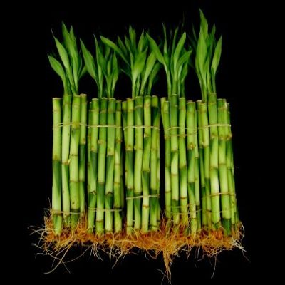 150 Stalks (15 Bundles) of 6 Inches Straight Lucky Bamboo From Jmbamboo