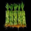 150 Stalks (15 Bundles) of 6 Inches Straight Lucky Bamboo From Jmbamboo view 1