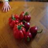 100 Pimento Pepper (Red Sweet Pimientio/Italianelle/Cheese, Roasting, Frying Pepper) Capiscum Annuum view 4