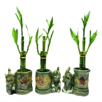 3 Sets of Lucky Bamboo Arrangements in 3 Different Shapes of Lucky Bamboo Vase with Elephant.
