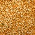 Bulk Beans Organic Yellow Split Peas, 25-Pound