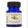 Chamomile Roman In Jojoba view 1