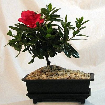 Everblooming Asian Azalea Bonsai - 5 Months of Blooms - Indoors or Out