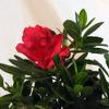 Everblooming Asian Azalea Bonsai - 5 Months of Blooms - Indoors or Out view 2