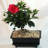 Everblooming Asian Azalea Bonsai - 5 Months of Blooms - Indoors or Out view 3