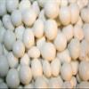 Yogurt Covered Peanuts, 10LBS view 1