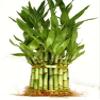 3 Tier Lucky Bamboo (Total +/- 38 Stalks) Comes Built with 4" 6" and 8" Lucky Bamboo view 1