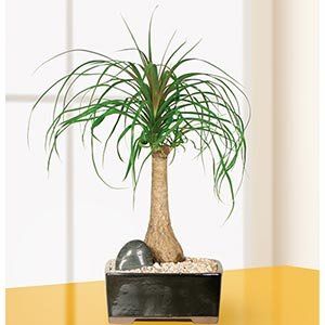 Ponytail Palm Bonsai Tree Valentines Day Gift