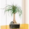 Ponytail Palm Bonsai Tree Valentines Day Gift view 2